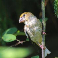 про малыша... :: Andrey Bragin 