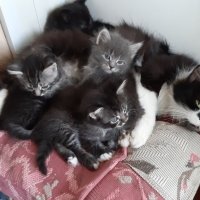 Шкодный клубок :: Ольга 