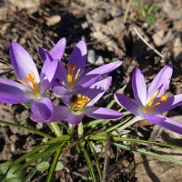 А на пороге нежная весна... :: Галина 