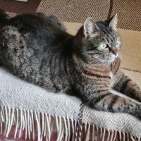 С Днём кошек! :: Наталья 