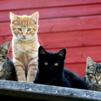 Домашние животные :: жанна нечаева