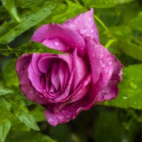 Розовая роза :: Валентин Семчишин Розовая роза :: Валентин Семчишин