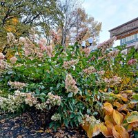 Осеннее цветение гортензии у "Эспиля" :: Лия ☼