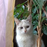 С  праздником любимых пушистиков) :: Галина R...