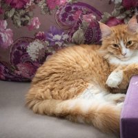 с днём котиков.. :: Николай Иванович Щенов