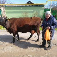 Бабуля с коровёнкой. :: Геннадий Валеев
