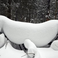 Преграда на тропе. :: ВикТор Быстров