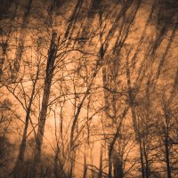 Лес :: Илья Шенгелия Лес :: Илья Шенгелия