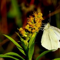 опять про бабочек...506 :: Александр Прокудин