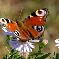 опять про бабочек...510 :: Александр Прокудин