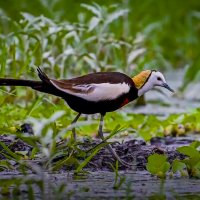 Водяной фазанчик. :: Aleksey Afonin