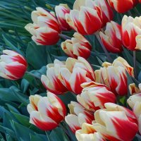 "Репетиция весны" в Аптекарском огороде :: Ольга 