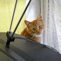 Ваш ТВ ремонту не подлежит :: Валерий Судачок