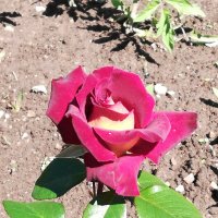 красавица зацвела :: Наталья Штанулина