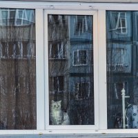 Кошка на окошке :: Dmitry i Mary S Кошка на окошке :: Dmitry i Mary S