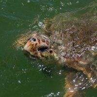 Вынырнула :: Олег Денисов