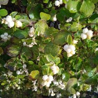 сентябрь :: Елена Шаламова