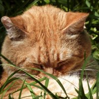 Заснувший :: Валентина *