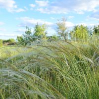 Ковыль. :: Виктор 