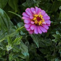 Розовая  Циния :: Валентин Семчишин