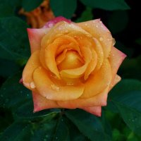 Флорибунда :: Валентин Семчишин