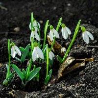 Весеннее. :: Владимир 