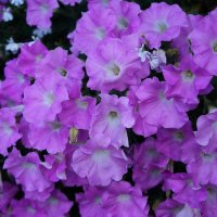 Петунии :: Алёна Савина