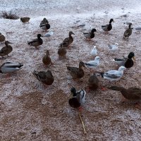 Птицы в ожидании корма. :: Лилия *