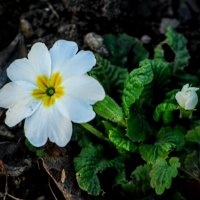 Весна. Сегодня. :: Владимир 