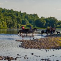 Лошадки местного конного клуба на перекате реки Ухта (Коми) в редкие теплые северные деньки :: Николай Зиновьев
