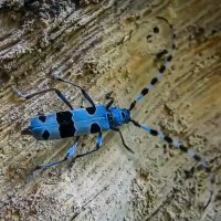 Альпийский усач :: Aleksey Afonin Альпийский усач :: Aleksey Afonin