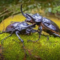 Вильчаторогий жук-носорог :: Aleksey Afonin