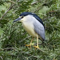 Кваква. :: Alexander Amromin