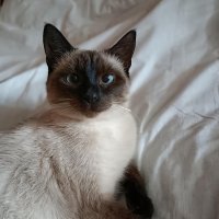 cat :: Галина R...