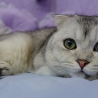 Уютный ангел. :: Марина Леонидовна