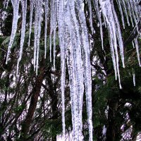 "Занавеска" :: Людмила Смородинская