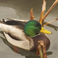 красавец :: Владимир Зырянов