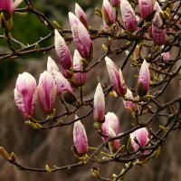 Доброе утро :: Юрий. Шмаков