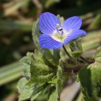 Признаки весны :: Мариша 