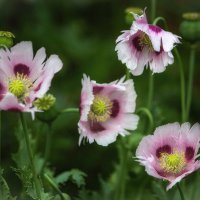 Цветение :: елена беликова Цветение :: елена беликова