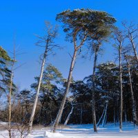 Февраль, побережье Балтийского моря, Калининградская область :: Рита Симонова Февраль, побережье Балтийского моря, Калининградская область :: Рита Симонова