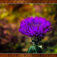 В гордом одиночестве :: Владимир Кроливец