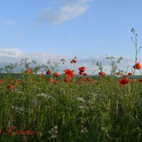 Природа Крыма :: Изумительная Космея