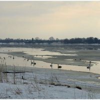 Перезимовали... :: Aleksandr Gal Перезимовали... :: Aleksandr Gal