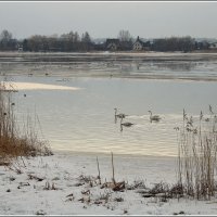 Перезимовали :: Aleksandr Gal