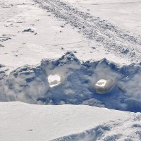 Куда глазели Глазенапы ? ,,,) :: Анатолий Колосов