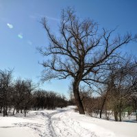 Вяз в Коломенском,,, :: Анатолий Колосов