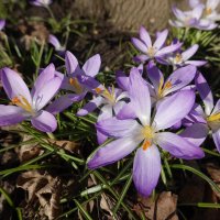"Снова март, Расцветают подснежники...."... :: Галина 