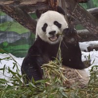 Панда Жуи :: <<< Наташа >>>