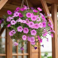 цветы :: МАРИЯ ПОПОВА